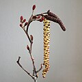 Jelša lepkavá; kvitnúca samčia jahňada (skorá jar)