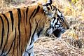 Tiger, Kanha National Park