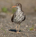 Spotted Sandpiper (front)