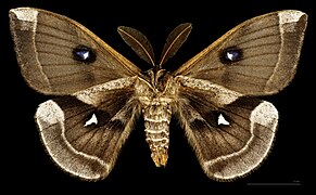 Mâle, face ventrale MHNT