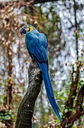 Blue macaw (Unsplash).jpg