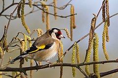 Carduelis carduelis carduelis