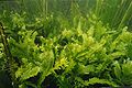 Caulerpa taxifolia, også kalla mordargalgen, er ein innført art i Middelhavet.