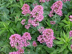 Centranthus ruber.jpg