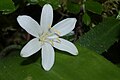 Clintonia uniflora