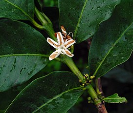 Coffea canephora