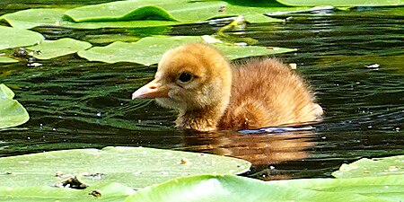 Chick on the Tidan River, Sweden