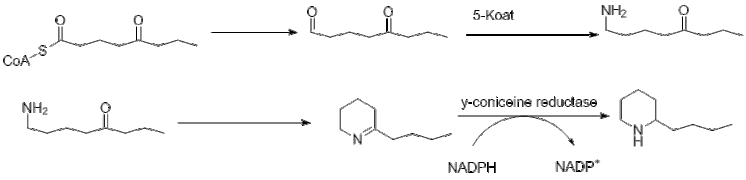 Coniine2.gif