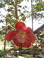 Couroupita guianensis (190730-1339)