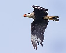 Un Caracara huppé en vol.