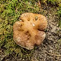 De gewone krulzoom (Paxillus involutus)