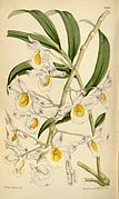 Dendrobium crystallinum