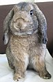 Category:Mini Lop