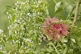 Bugallo filiforme sobre unha roseira.