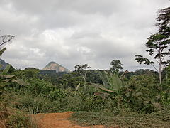 Selvas en Oyala-Ciudad de la Paz