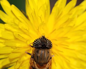 Female hoverfly (Eristalinus taeniops)