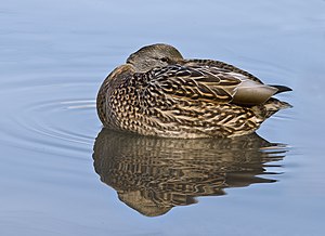 Female Mallard Duck Resting Edit