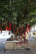 Ficus benghalensis à Pushkar (Rajasthan) (1).jpg