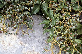 Grape Vine on rock wall.jpg