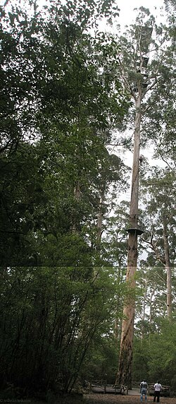 A Dave Evans Bicentennial Tree