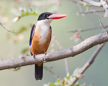 Black-capped kingfisher, by JJ Harrison