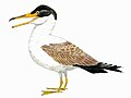 鱼鸟为具有牙齿的扇尾类海鸟，生存于白垩纪晚期