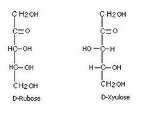 Ketopentoses.JPG