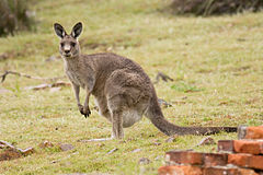 De australiska orden känguru och bumerang har blivit en del av det internationella ordförrådet.