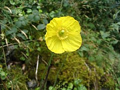 Fleur de Meconopsis cambrica en sous-bois dans les Pyrénées.