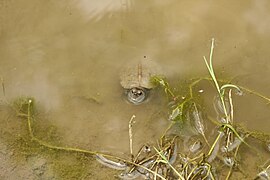 Melanochelys trijuga Yathumon M A 1.jpg