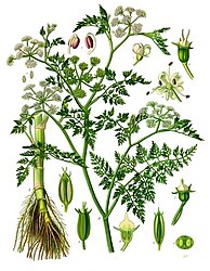 Oenanthe aquatica (L.) Poir.