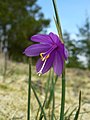 Olsynium douglasii