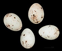 Œufs de Pinson des arbres Muséum de Toulouse.