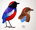 Granaatpitta (Erythropitta granatina)