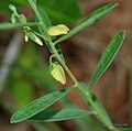 Polygala (Polygala elongata); Polygalaceae