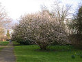 Prunus pseudocerasus (False Cherry)