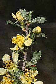 The yellow flowers have five petals and darker yellow anthers.