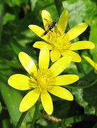 Ranunculus ficaria Ficaria verna