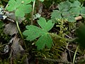 Ranunculus occidentalis