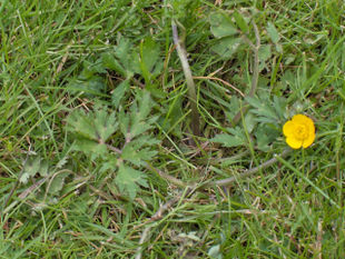 Lav ranunkel (Ranunculus repens) - et besværligt ukrudt.