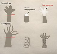Regeneração – Epimorfose e Morfalaxia.jpg
