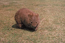 Southern hairy-nosed wombat walking in grass - DPLA - a64114384ed7ab41ec32da0aef0c0a03.jpg