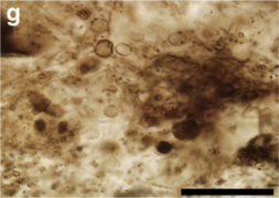 Spheroidal microfossils - Gunflint Chert 1.88Ga.png