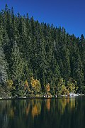 Svartdalstjerna Lakes Primeval Forest Nature Reserve of the Totenaasen Hills in Norway 48.jpg