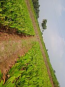 Turmeric plants image.jpg