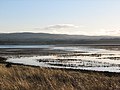 Tyne estuary