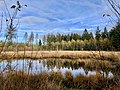 Vennetje (boswachterij Gieten Borger)