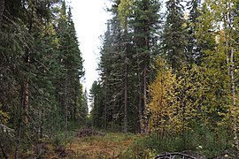 264-276 летние кедровые леса вдоль реки Обь Ханты-Мансийский район Тюменской области.jpg