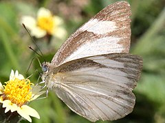 Appias libythea-ventral.jpg