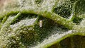 Image 10Bemisia tabaci under leaf of eggplant